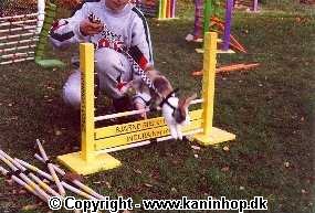 You can start hopping with your rabbit, when it is 12 weeks old. It will soon be clever.