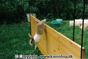 Even when you only are 4 weeks old, you  can skip off from your mother over a fence,  that is 40 cm. high (without being allowed).