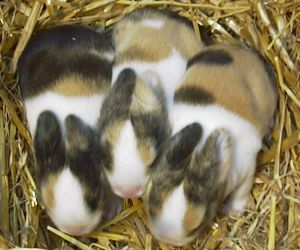 Click here to see photos of our young rabbits from 1999.
