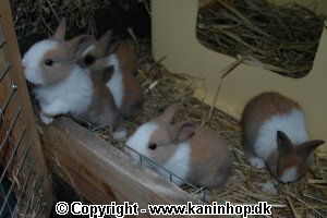 Click here to see the pictures from our young rabbits in 2005 (text in Danish).