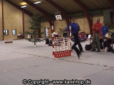 Black Jack jumps 85 cm. (~ 33.5 inches) in high jump at Danish Championship 2002 (the winning jump).