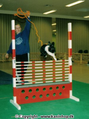 High jump at Danish Championship 1998, Maria and "Yabo" here make 70 cm. (27.6 inches). They won at 92,5 cm. (36.4 inch.).