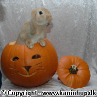 Halloween postkort med kaniner