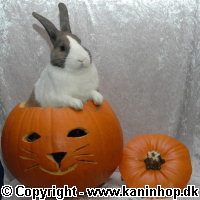 Halloween postcards with rabbits