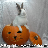 Halloween postcards with rabbits