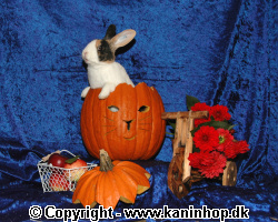 Halloween postcards with rabbits