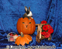 Halloween postcards with rabbits