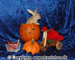 Halloween postcards with rabbits