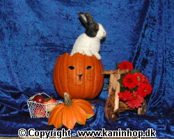 Halloween postcards with rabbits