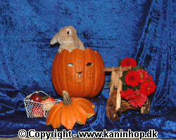 Halloween postcards with rabbits