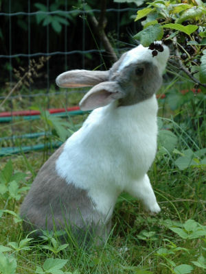 Ditte picks the blackcurrant when they are ripen.