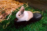 When you are little, you   can just lie in a clog.