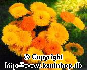 Marigolds