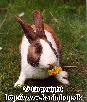 Ragout is eating dandelions.