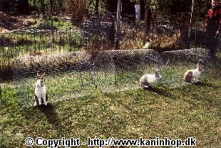 Ruller til kaniner, så de kan løbe rundt på græsset.  Her er det 3 hanner der ude at rulle, de kan ikke komme op og slås.