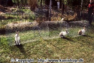 Rabbit walkers for rabbits, so that they can roll on the grass. Here it is 3 males, who are out rolling; they cant start a fight. (They are just here, when they are looked after)