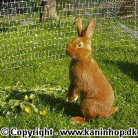 Postcards with young rabbits