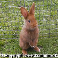 Postcards with young rabbits