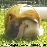 Postcards with young rabbits