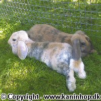 Postcards with young rabbits