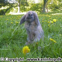 Postcards with young rabbits