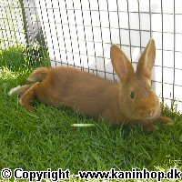 Postcards with young rabbits