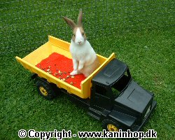 Postcards with young rabbits