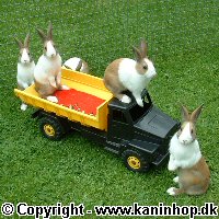Postkort med kaninunger