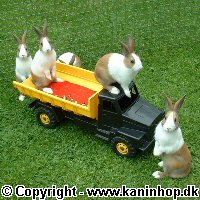 Postcards with young rabbits