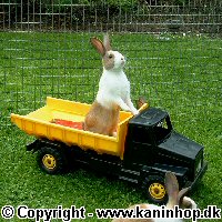 Postcards with young rabbits