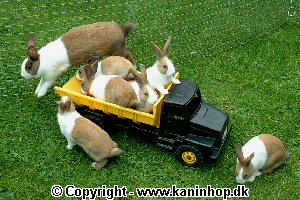 Postcards with young rabbits