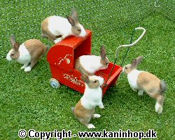 Postcards with young rabbits