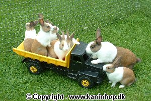 Postcards with young rabbits