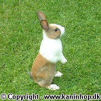 Postcards with young rabbits