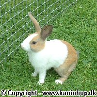 Postcards with young rabbits