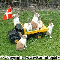 Postcards with young rabbits