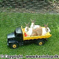 Postcards with young rabbits