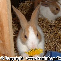 Postcards with young rabbits