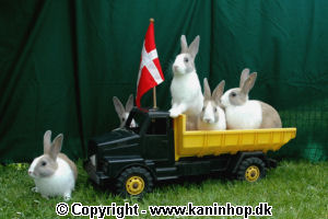 Postcards with young rabbits