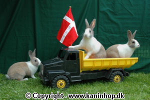 Postcards with young rabbits