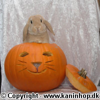 Halloween postkort med kaniner