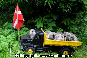 Postcards with young rabbits