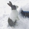 Winter rabbits